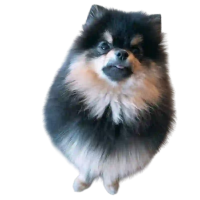 yeontan plush